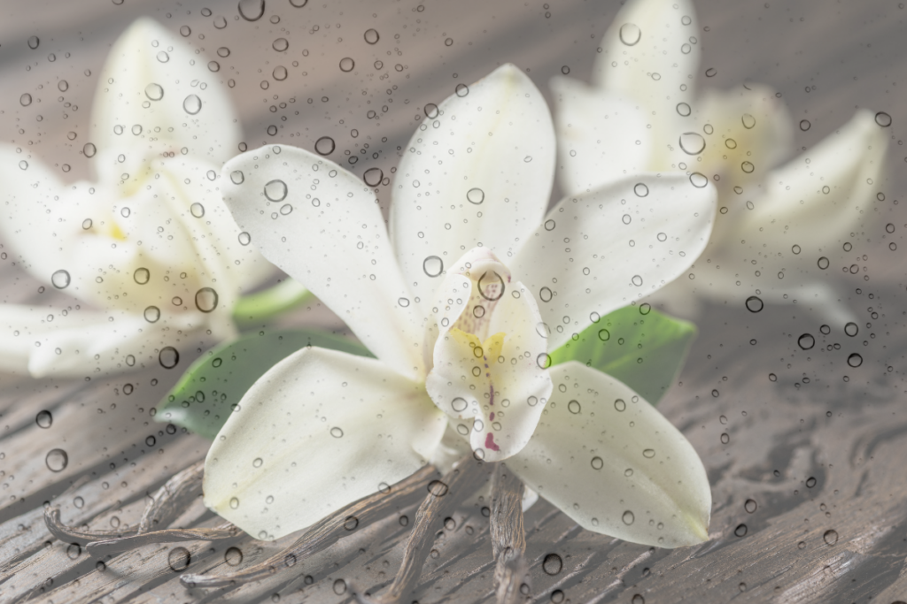 Água da Chuva é Boa para Orquídeas?