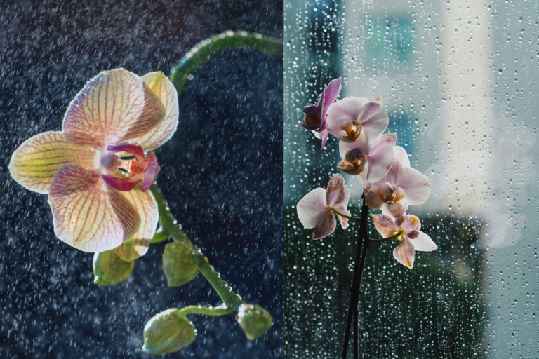 Água da Chuva é Boa para Orquídeas?