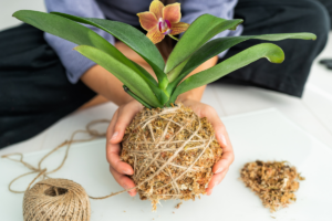 Substrato Perfeito para Orquídeas