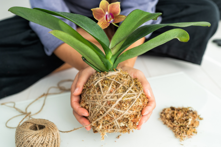 Substrato Perfeito para Orquídeas