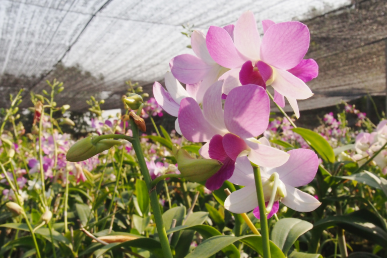 Replantando Orquídeas