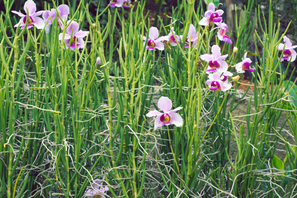 Replantando Orquídeas