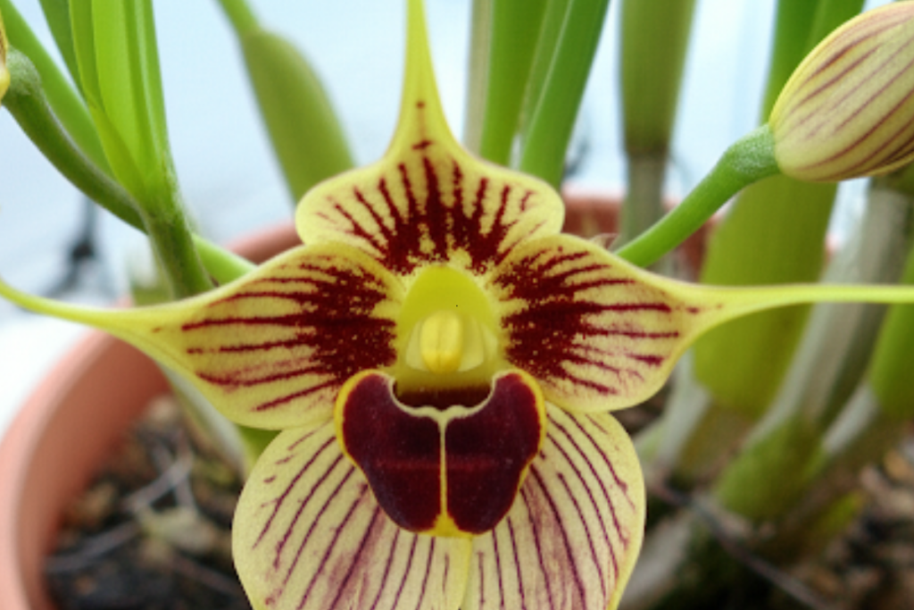 Orquídea Macaco