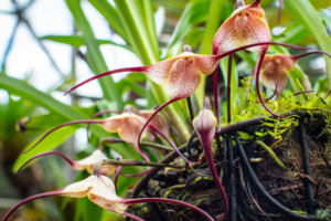 Orquídea Macaco