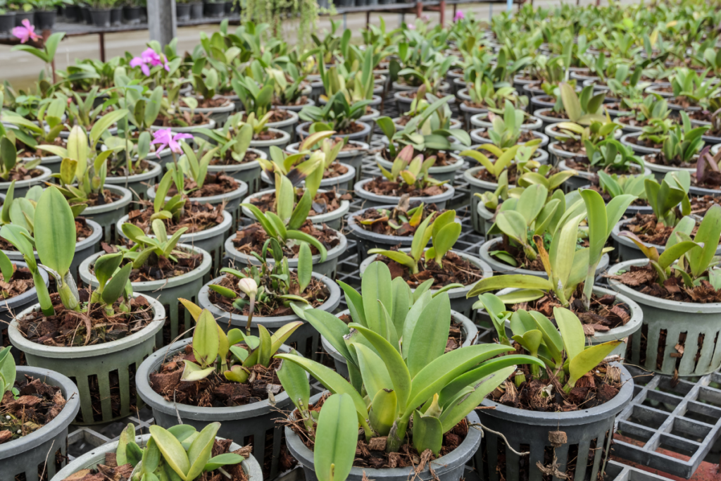 Replantando Orquídeas