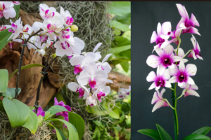 Como Fazer Orquídeas Durarem Mais