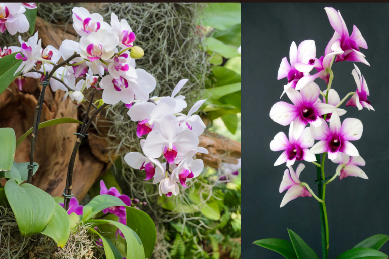 Como Fazer Orquídeas Durarem Mais