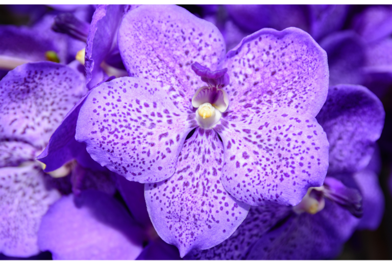 Orquídea Vanda