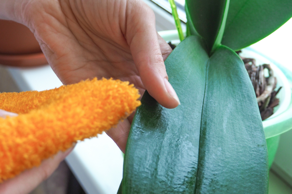 Como Fazer Orquídeas Durarem Mais
