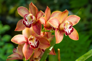 Orquídea Cymbidium