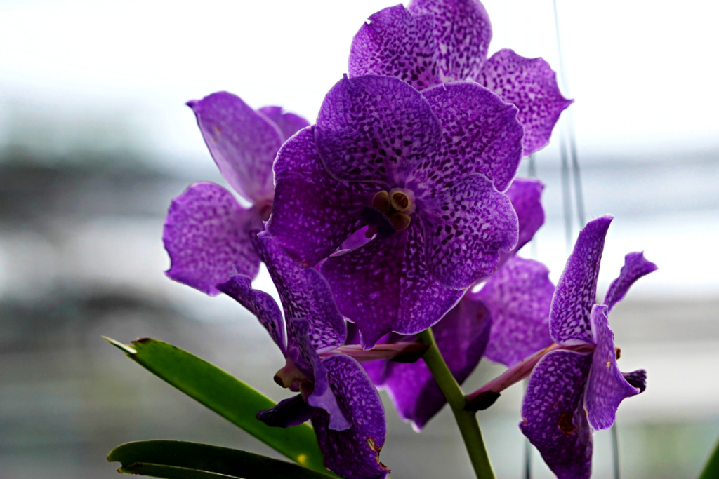 Orquídea Vanda