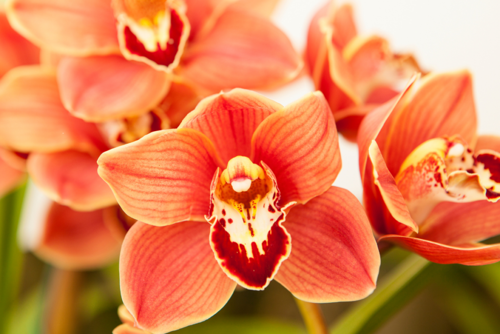 Orquídea Cymbidium