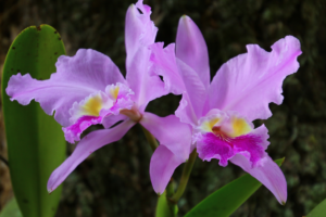 Orquídea Cattleya