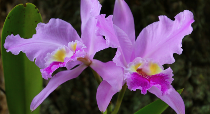 Orquídea Cattleya: Conheça a Rainha das Orquídeas