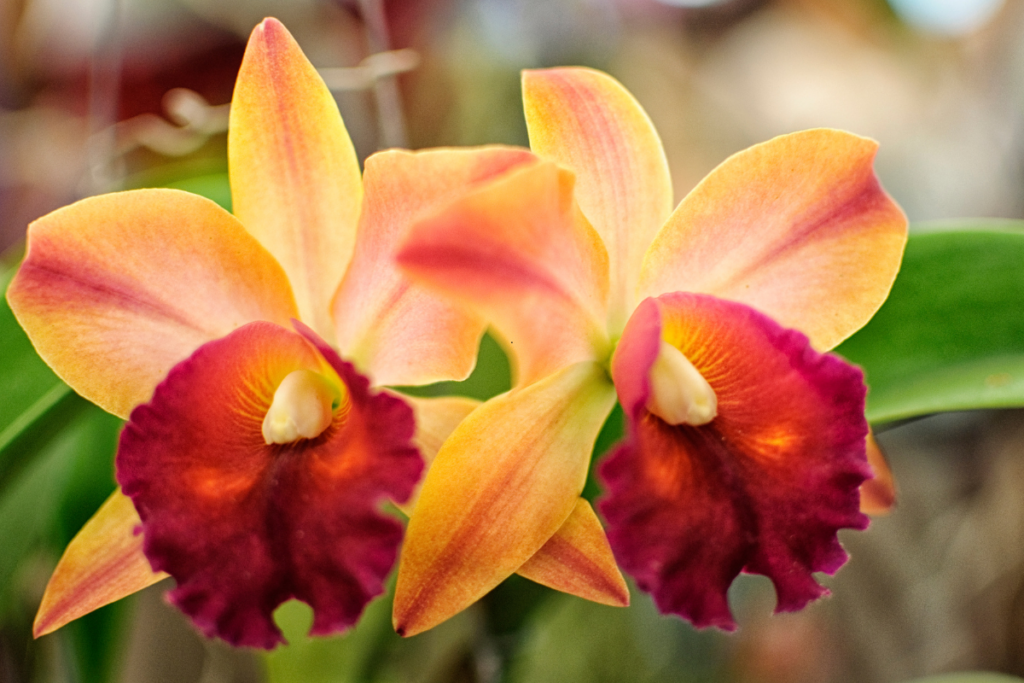 Orquídea Cattleya