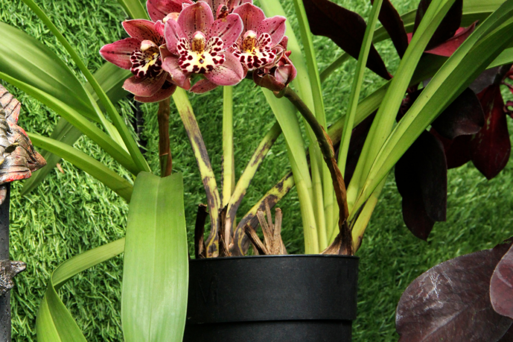 Orquídea Cymbidium