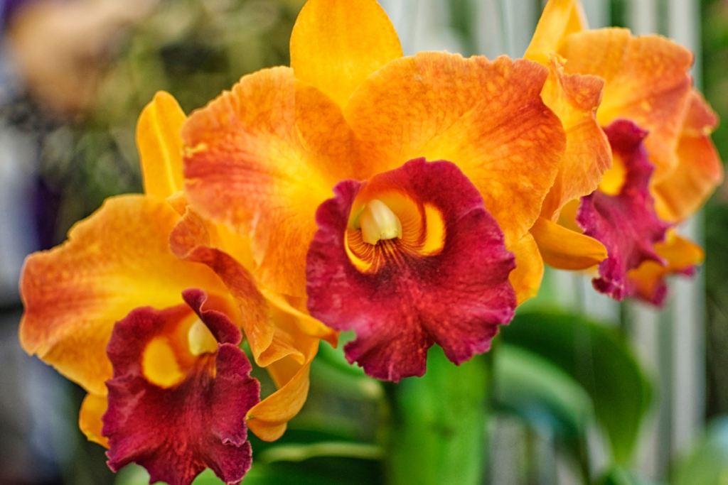 Orquídea Cattleya