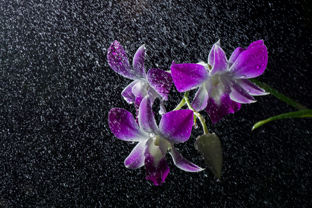 Como Regar Orquídeas Corretamente