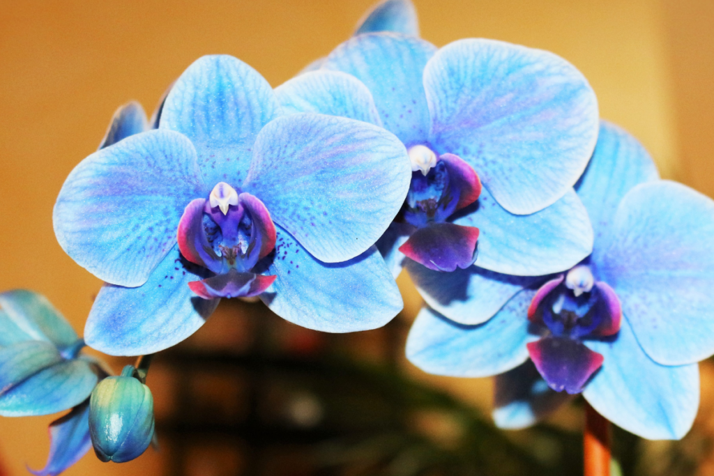 Orquídea Azul Existe?