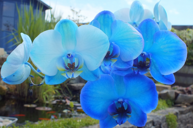 Orquídea Azul Existe?