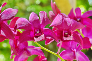 Orquídea Denphal