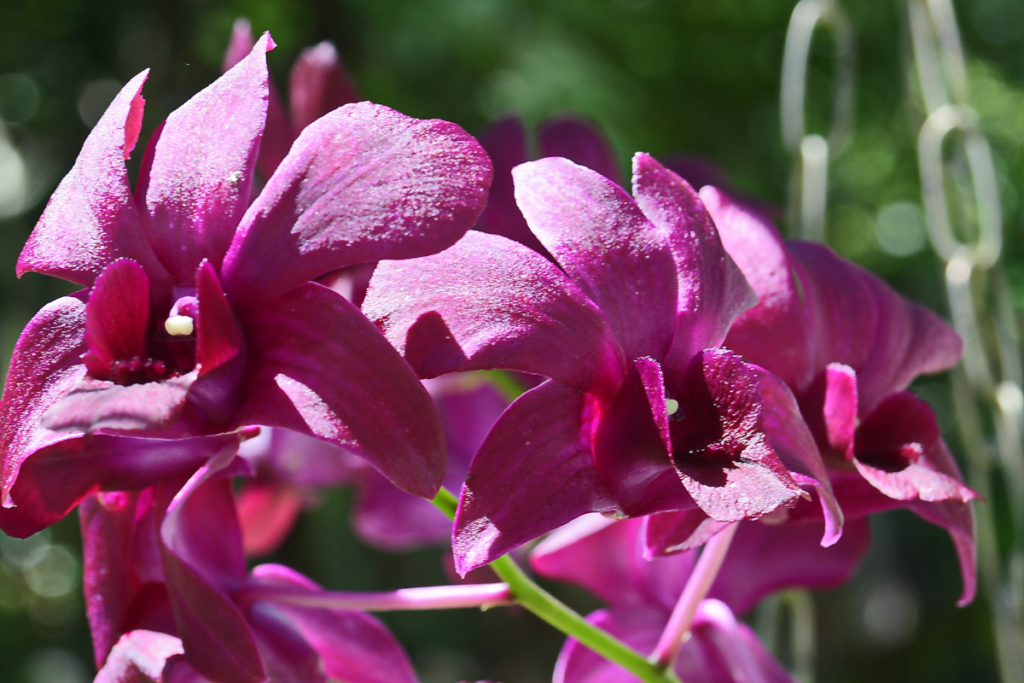 Orquídea Denphal