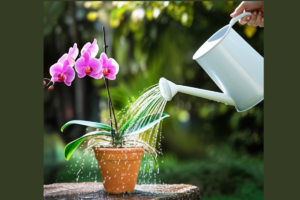 Como Regar Orquídeas Corretamente