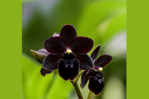 Orquídea Negra