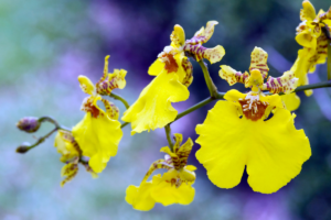 Orquídea Oncidium
