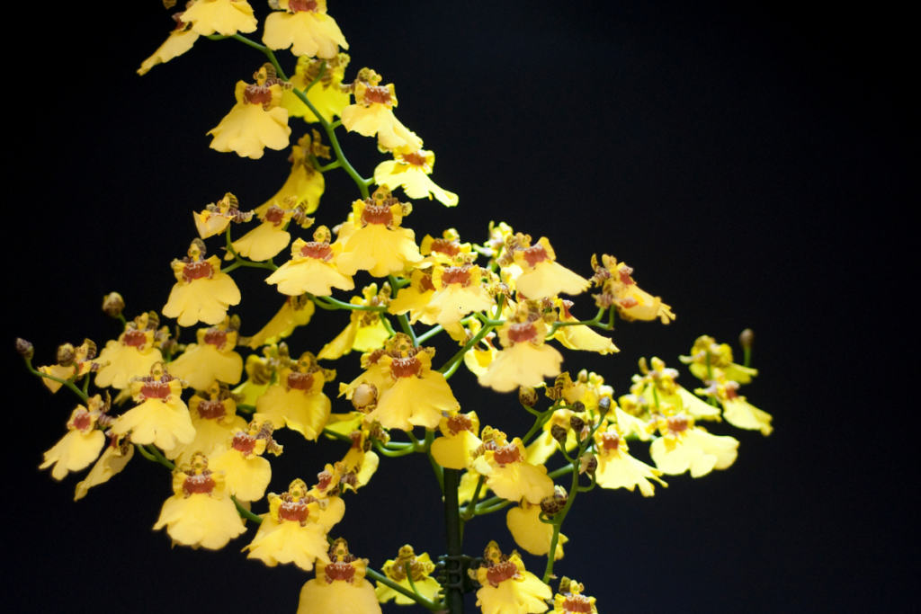 Orquídea Oncidium