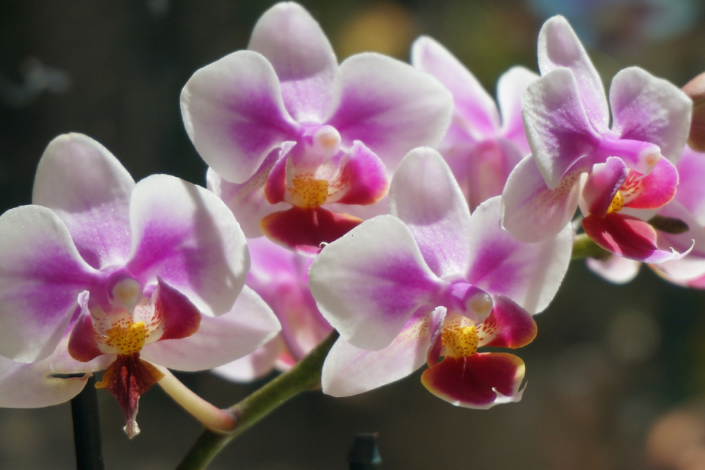 Orquídea Phalaenopsis