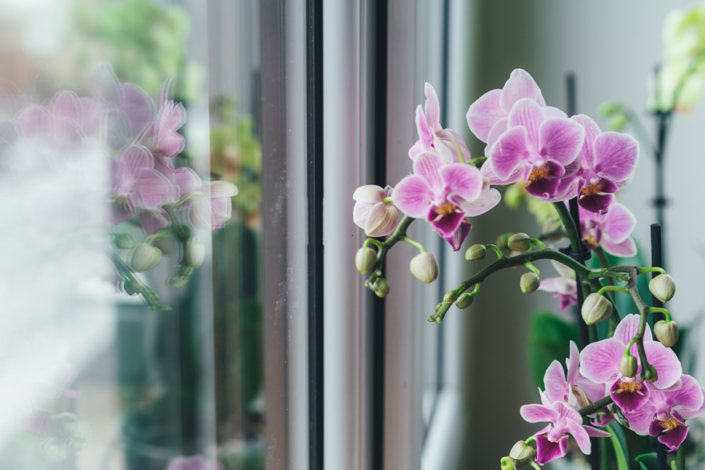 Orquídea Phalaenopsis