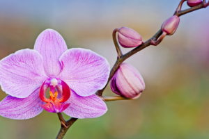 Orquídea Phalaenopsis
