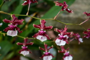 Orquídea Chocolate