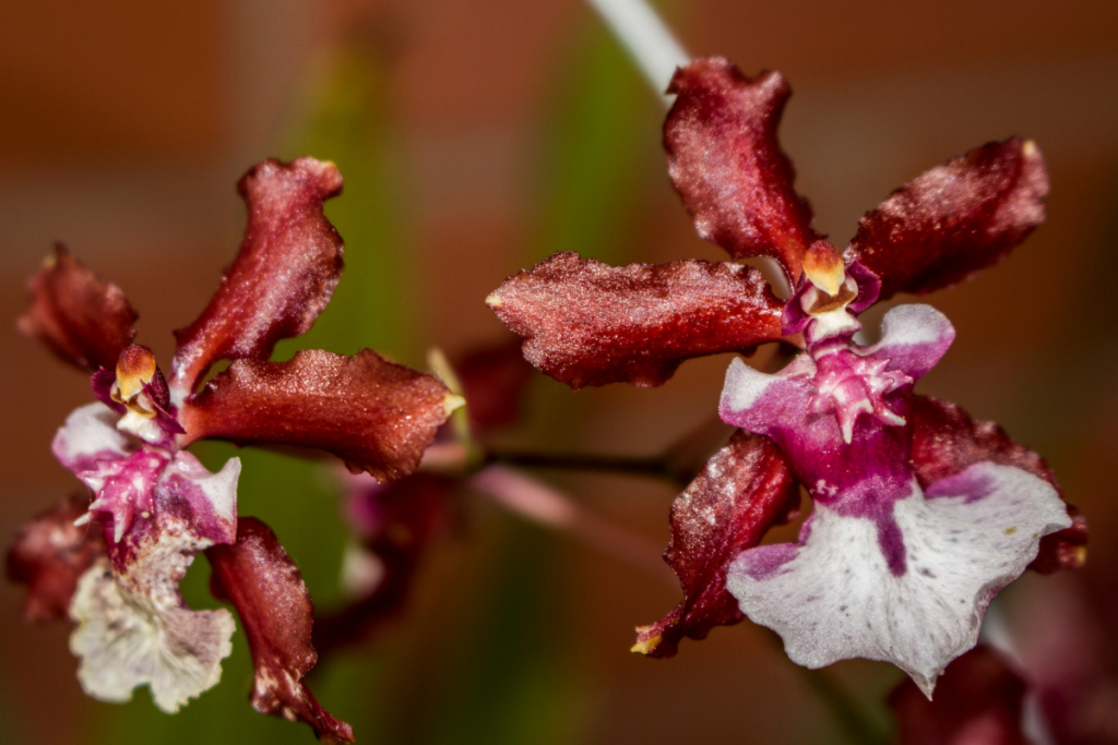Orquídea Chocolate