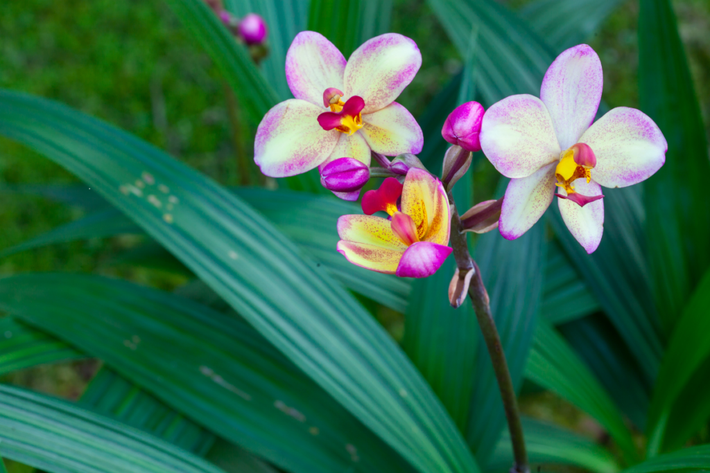 Plantar Orquídea no Chão