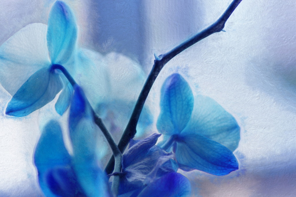 Orquídeas plantas de poder