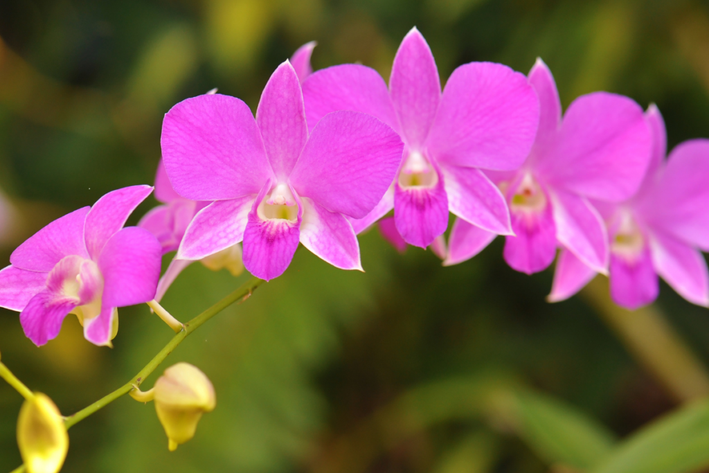 Ciclo de Floração das Orquídeas