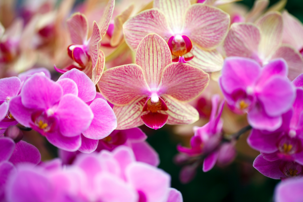Ciclo de Floração das Orquídeas