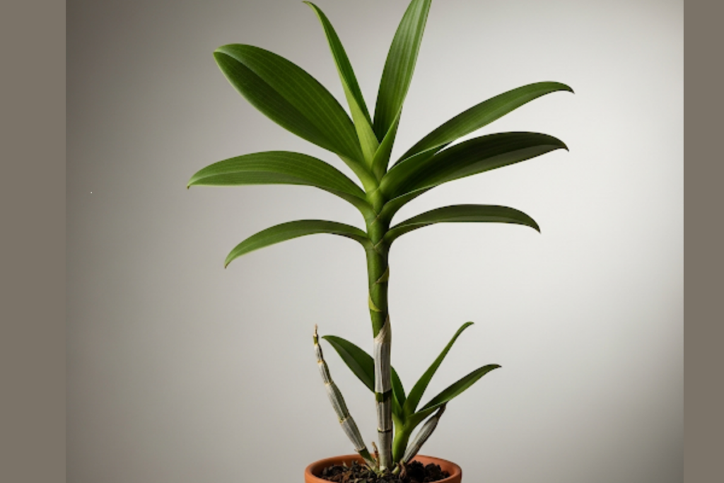 Por Que Sua Orquídea Não Está Florindo