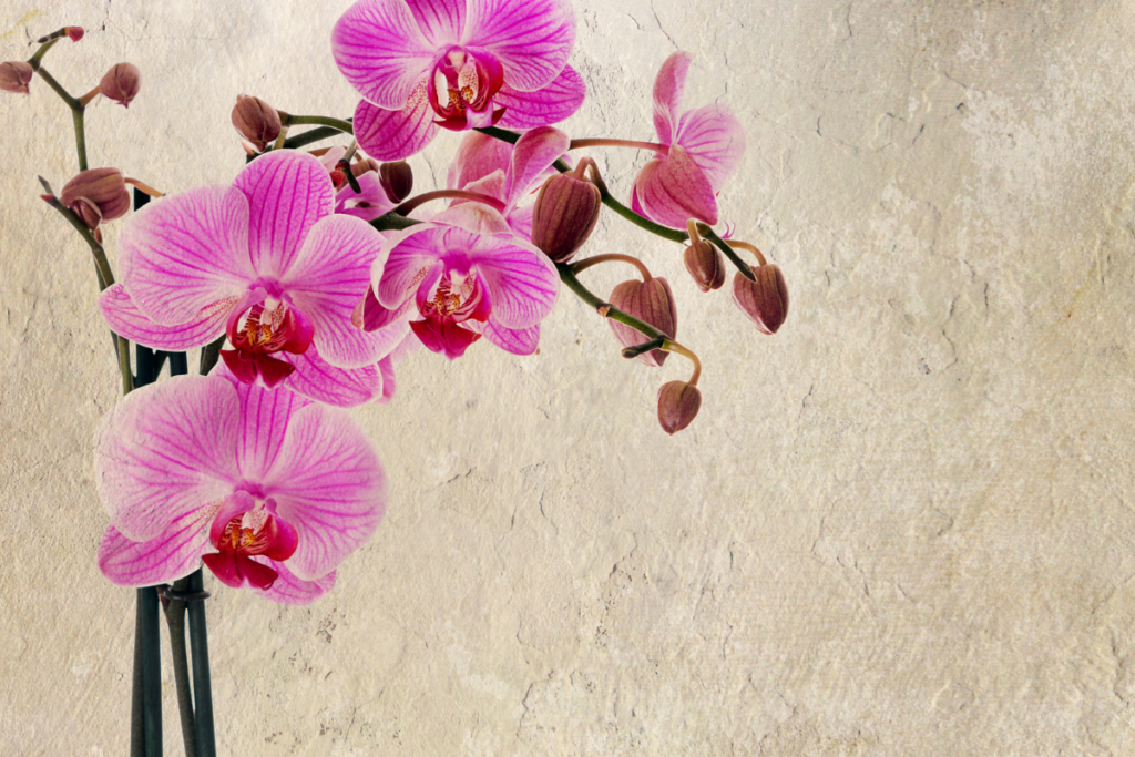 A Orquídea Floresceu Fora de Época