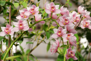 Orquídea florindo fora de época
