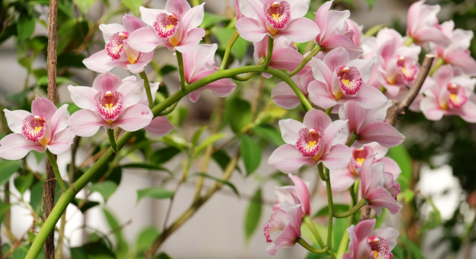Orquídea florindo fora de época? Descubra o Que Isso Significa