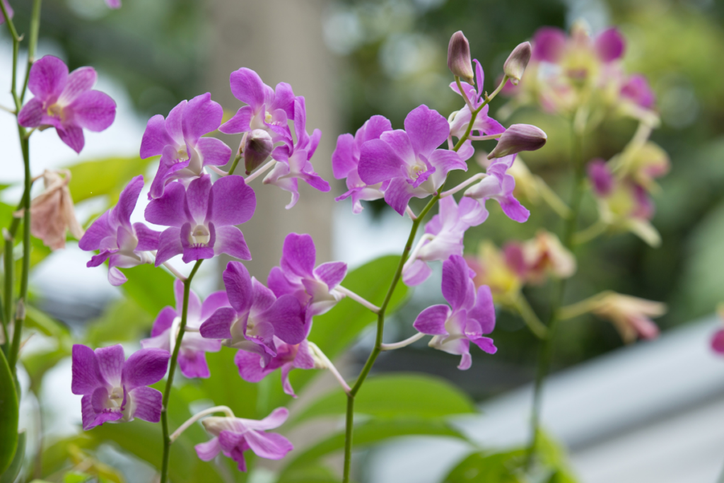 A Orquídea Floresceu Fora de Época