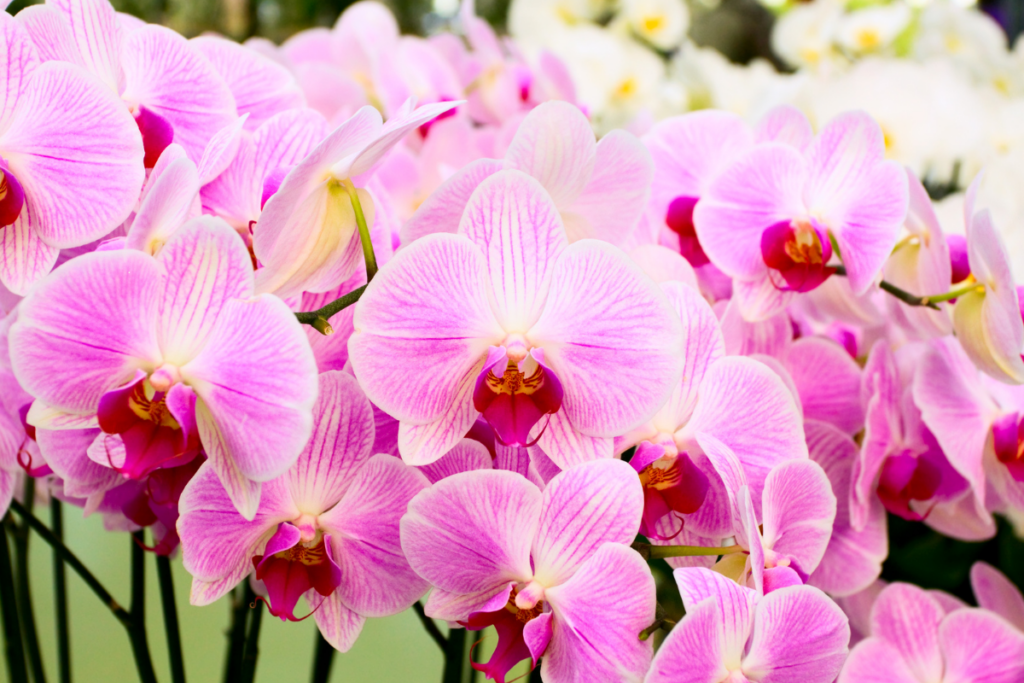 Segredos para Prolongar a Floração da Sua Orquídea