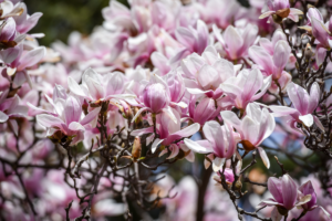 Segredos para Prolongar a Floração da Sua Orquídea