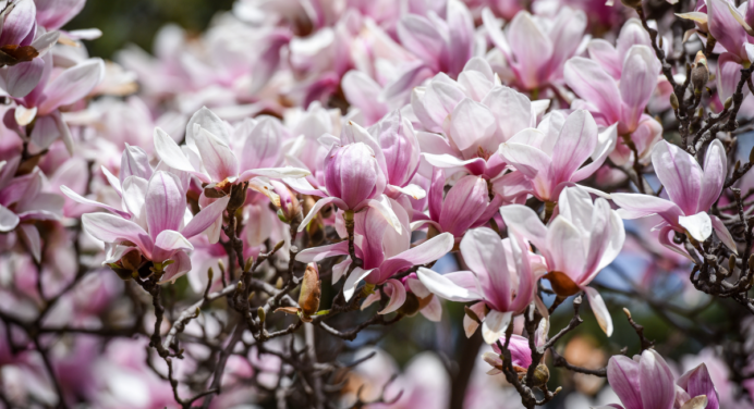 Segredos para Prolongar a Floração da Sua Orquídea: Faça Suas Flores Durarem Muito Mais
