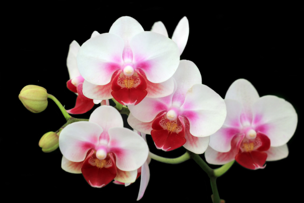 Como Saber se a Orquídea Está Prestes a Florir.