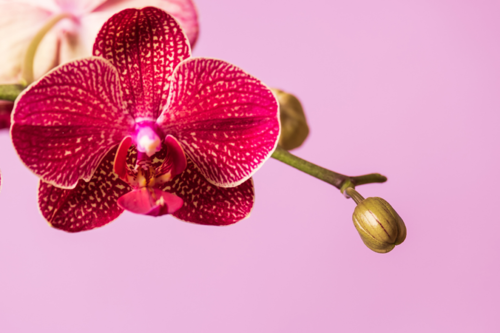 Como Saber se a Orquídea Está Prestes a Florir.