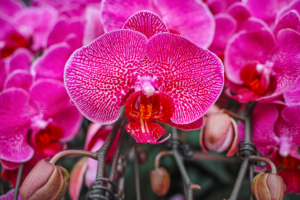 Como Saber se a Orquídea Está Prestes a Florir